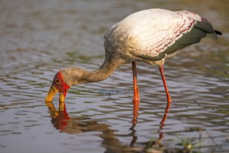 Glutton (Mycteria ibis) in the water foraging on the Chobe River, Ihaha, Chobe National Park,