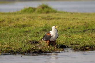 African fish eagle (Haliaeetus vocifer) on the Chobe River, Ihaha, Chobe National Park, Botswana
