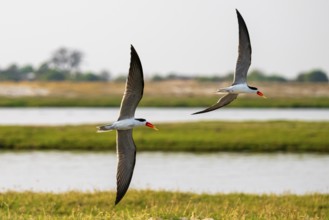 African Skimmer (Rynchops flavirostris), African Skimmer in flight, Ihaha, Chobe National Park,