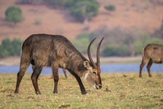 Elliptic waterbuck (Kobus ellipsipiprymnus), male grazing, Ihaha, Chobe National Park, Botswana