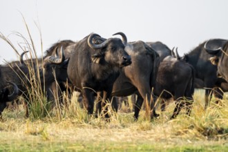Cape buffalo (Syncerus caffer caffer) grazing, Ihaha, Chobe National Park, Botswana