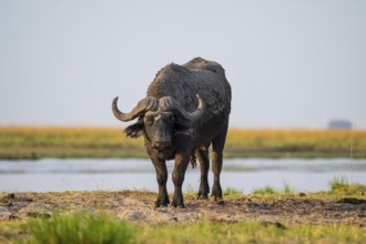Single Cape buffalo (Syncerus caffer caffer) grazing, Ihaha, Chobe National Park, Botswana