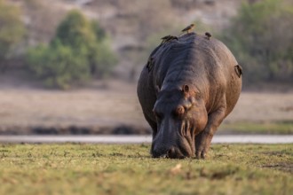 Hippopotamus (Hippopatamus amphibius) grazing, Chobe River, Ihaha, Chobe National Park, Botswana