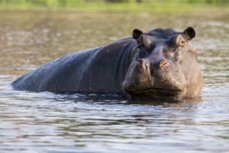 Hippopotamus (Hippopatamus amphibius) in the water, Chobe River, Ihaha, Chobe National Park,
