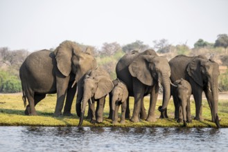 Herd of animals with young, African elephant (Loxodonta africana) drinking at the Chobe River,