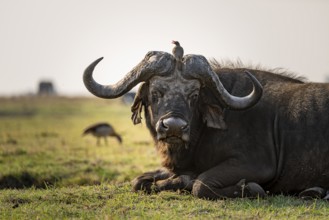 Epic animal portrait, Cape buffalo (Syncerus caffer caffer) with yellow-billed oxpecker (Buphagus
