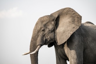 Detail, Animal portrait, African elephant (Loxodonta africana), Ihaha, Chobe National Park,