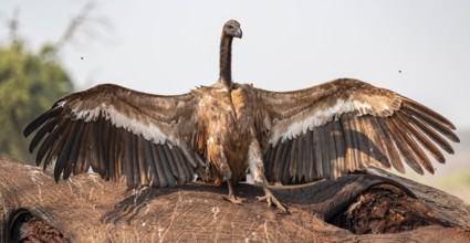White-backed vulture (Gyps africanus), vulture feeding on the carcass of an elephant, Ihaha, Chobe