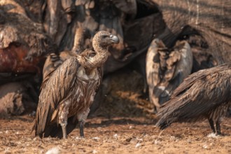 Many white-backed vultures (Gyps africanus), vultures feeding on the carcass of an elephant,