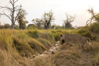 Lion pride (Panthera leo) lying in the grass, Xakanaxa, Moremi Game Reserve, Botswana