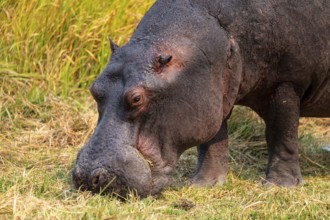 Hippopotamus (Hippopatamus amphibius) grazing, Xakanaxa, Okavango Delta, Moremi Game Reserve,