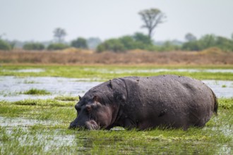 Greater hippopotamus (Hippopatamus amphibius), Xakanaxa, Okavango Delta, Moremi Game Reserve,