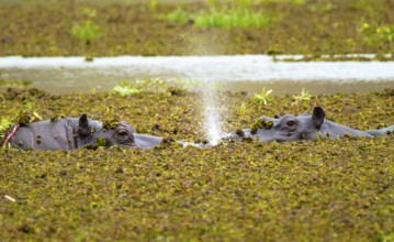 Hippopotamus (Hippopatamus amphibius) hiding in the swamp, Xakanaxa, Okavango Delta, Moremi Game