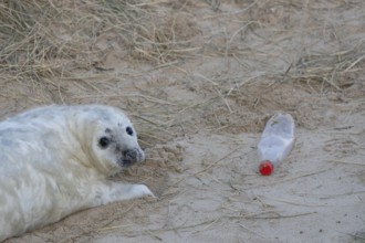 Grey seal (Halichoerus grypus) juvenile baby pup animal resting on a sand dune on a beach in winter