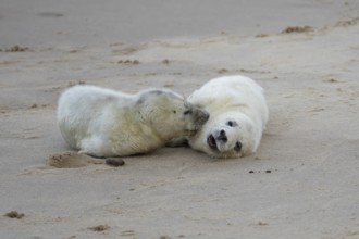 Grey seal (Halichoerus grypus) two juvenile baby pup animals on the sand of a beach in winter,