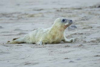 Grey seal (Halichoerus grypus) juvenile baby pup animal resting on a sandy beach in winter,
