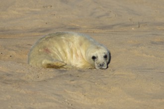 Grey seal (Halichoerus grypus) juvenile baby pup animal resting on a sandy beach in winter,