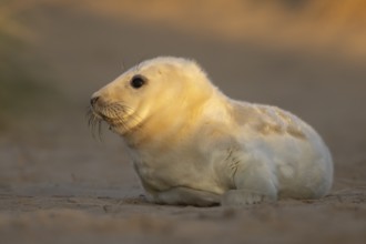 Grey seal (Halichoerus grypus) juvenile baby pup animal resting on a sand dune by a beach in
