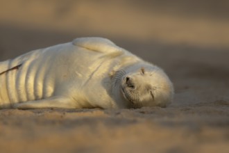 Grey seal (Halichoerus grypus) juvenile baby pup animal sleeping on a sand dune on a beach in