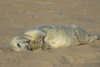 Grey seal (Halichoerus grypus) juvenile baby pup animal resting on a sandy beach in winter,