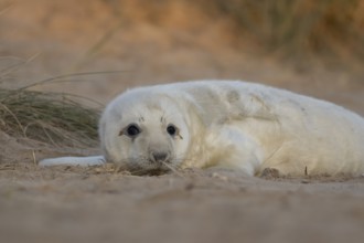 Grey seal (Halichoerus grypus) juvenile baby pup animal resting in a sand dune by a beach in