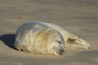 Grey seal (Halichoerus grypus) juvenile baby pup animal sleeping on a sandy beach in winter,