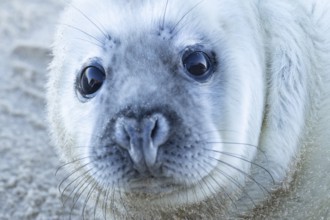 Grey seal (Halichoerus grypus) juvenile baby pup animal head portrait in winter, England, United