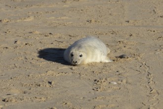 Grey seal (Halichoerus grypus) juvenile baby pup animal on a sandy beach in winter, England, United