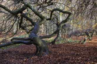 Süntelbuchen (Fagus sylvatica), cripple beeches, Hexenwald, Semper Forest Park, near Lietzow,