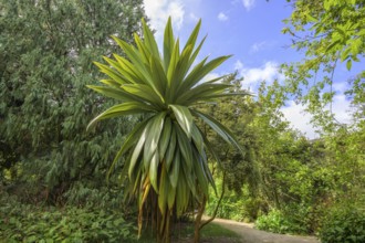 National Botanic Gardens, Kilmacurragh, Dunganstown, Co. Wicklow, Ireland