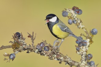 Great tit (Parus major), sitting on a branch in a blackthorn bush, (Prunus spinosa), sloes, with