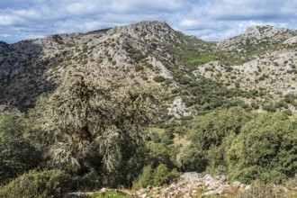 Limestone mountains, mountain range Sierra de Grazalema, Parque natural de la Sierra de Grazalema,