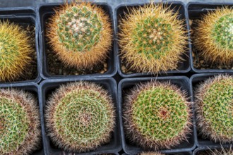 Cultivation of cacti, botanical garden, Cactus y Otras Suculentas 'Mora i Bravard', village