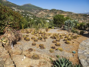 Cactus y Otras Suculentas 'Mora i Bravard', Botanical Garden, Botanic garden, cactus collection,