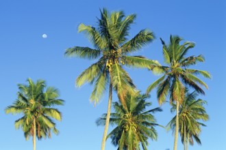 Moon and palm trees on Mikadi Beach, Dar es-Salaam, Tanzania, Africa, June 2000, vintage, retro,