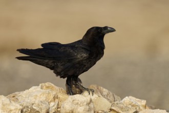Raven (Corvus corax), semi-desert, Fuerteventura, Spain
