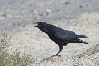 Common raven (Corvus corax) Semi-desert, Fuerteventura, Spain