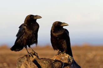 Raven (Corvus corax), pair, semi-desert, Fuerteventura, Spain