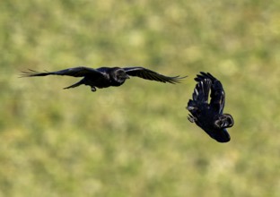 Common ravens (Corvus corax), flying games, Extremadura, Spain