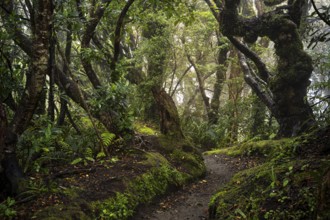 Forest path, gnarled tree, mosses, ferns, lichens. Egmont National Park, Taranaki Region, North