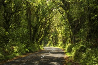 Road to North Egmont Visitor Centre. Forest with gnarled trees, mosses, ferns and lichens. Egmont