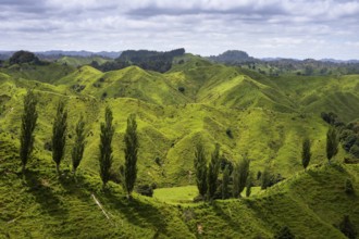 Hilly landscape with meadows and trees along State Highway 43 (SH 43), also known as the Forgotten