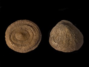 Fossil coral, petrification, Cunnolites sp., fossil, chalk, Santonium, Gosau layers, around 80