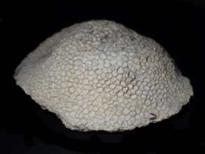 Fossil coral, petrification, Favorites spec., fossil, Silurian around 430 million years old,