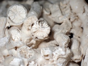 Fossil coral, petrification, Dendrophyllia candelabrum, fossil, Middle Dan, about 60 million years