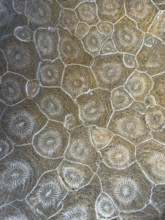 Hexagonaria hexagona, polished, polyp, coral polyp, fossil coral, fossilization, Devonian, Middle