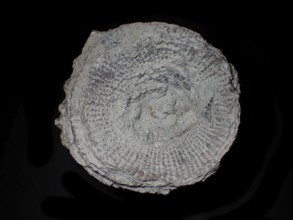 Fossil coral, petrification, cystiphyllum tenue, fossil, siluric around 430 million years old,