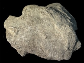 Fossil coral, petrification, Heliolites spec., fossil, Silurian about 430 million years old,