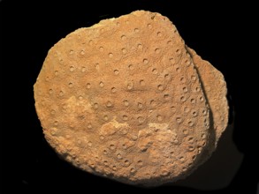 Fossil coral, petrification, Phillipsastrea cf. pineapple, fossil, Devonian around 360 million