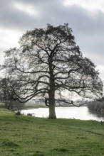 Schwarzerle an der Ems, Emsland, Lower Saxony, Germany